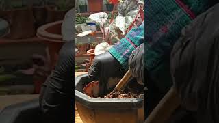 BEGONIA LEAF CUTTINGS PROPAGATION PROCESS plantingtips propagation [upl. by Nylareg]