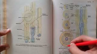 Part1 fastest Revision Chapter3Nerve fibers amp peripheral innervation neuroanatomy neurociencia [upl. by Nedroj]