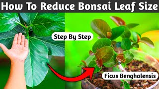 How To Reduce Bonsai Leaf Size [upl. by Akkina529]