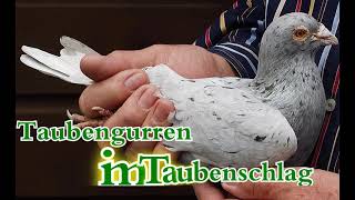 Taubengurren 6min [upl. by Briana]