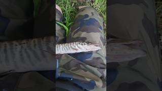 I caught the fish of 10000 casts nature animal fishing [upl. by Ahsilav]