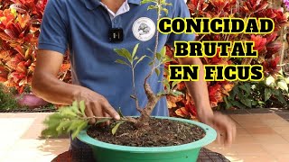 Proyecto bonsai ficus con conicidad brutal [upl. by Bank]