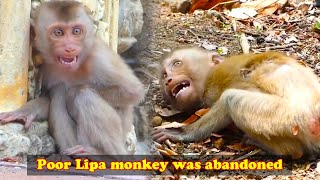 The abandoned Lipa monkey was pitiful and insecure so scared that he collapsed and cried loudly [upl. by Race]