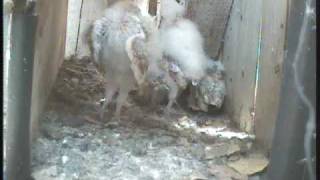 Young Barn Owl preparing for photo session on catwalk [upl. by Atazroglam]