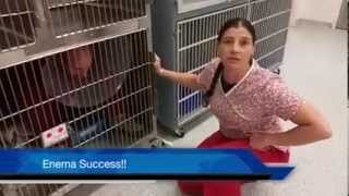 Veterinary Technician Training Handling a Fractious Cat [upl. by Blumenfeld]