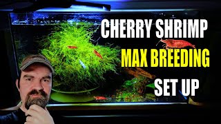 how to setup a cherry shrimp tank for begginers [upl. by Ivey]