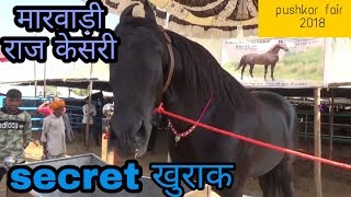 Pushkar fair 2019 marwadi horse राज केसरी [upl. by Cummings713]