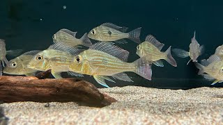 Geophagus Sveni  South American Cichlid [upl. by Elrahc]