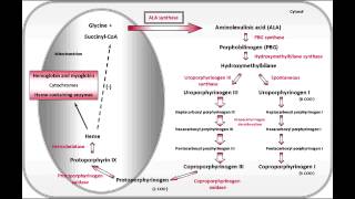 Acute Intermittent Porphyria amp Porphyria Cutanea Tarda [upl. by Ennovoj834]