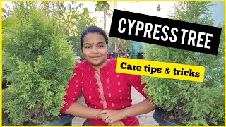 Cypress TreePlant  Lemon Tree  Cupressus  Care Tips  Tamil  Chennai Gaden amp Decor [upl. by Agemo416]