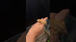 My crested gecko… youtubeshorts reptiles crestedgecko terrarium [upl. by Rehctaht]