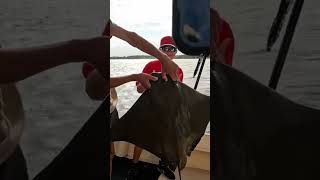 Stingray Release shorts youtubehighfive catchandrelease stingray fishing offthehookoutdoors [upl. by Sharma]