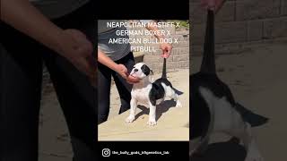 AVAILABLE FEMALE PIED NEAPOLITAIN MASTIFF X GERMAN BOXER X AMERICAN BULLDOG X PITBULL EXOTIC BANDOG [upl. by Annovahs226]