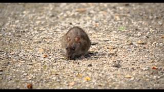 Brown Rat Common Rat or Street Rat Rattus norvegicus  Wanderratte [upl. by Ayenet]