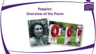 Poppies Power and Conflict Poetry Walkthrough [upl. by Naimed]