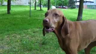 This is very Jealous Dog I cant kiss my girlfriend [upl. by Aldis]