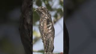 Nyctibius griseus Villa de Leyva Colombia [upl. by Barlow]