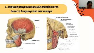 Anatomi Mandibula [upl. by Eloken]