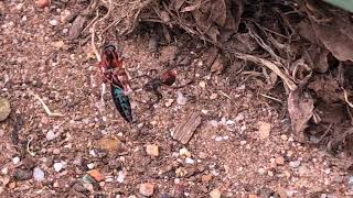 Redback Spider vs Bluebottle Ant [upl. by Earehc652]