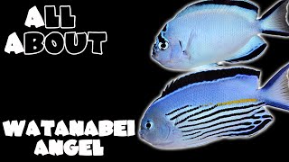 Watanabei Angelfish [upl. by Moira]