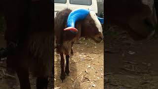 Amingad sheep Market  KENGURI  youtubeshorts trending viral sheeps animals explore karnatak [upl. by Higgs]