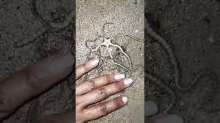 Brittle star  safe life [upl. by Seigler]