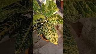 How to care croton plant🪴🪴🍁 [upl. by Tristan]