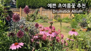 예쁜 초여름꽃 추천 Allium Drumstick 알리움 작은정원 가드닝 추식구근 Camassia [upl. by Eserahs]