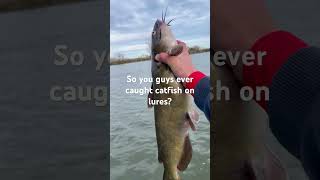 Catfish on lures sportfish bassfishing fishing catfishing bass sportfishing [upl. by Yttak]