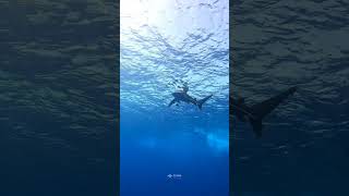 Oceanic Whitetip Shark 🦈 elphinstonereef scubadivesea EGYPT  MARSA ALAM [upl. by Nivlad554]