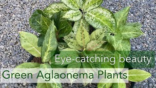 Aglaonema Green Varieties [upl. by Dworman]