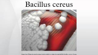 Bacillus cereus [upl. by Enened]