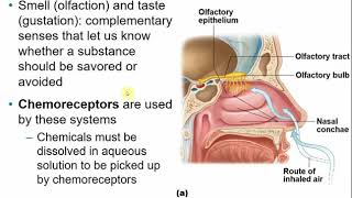 2113 Chapter 13 Peripheral Nervous System Part B [upl. by Innep]