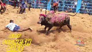 vellai malai patti Jallikattu [upl. by Rossing733]