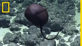 Scientists Hilarious Reaction to Bizarre DeepSea Fish  National Geographic [upl. by Fax]