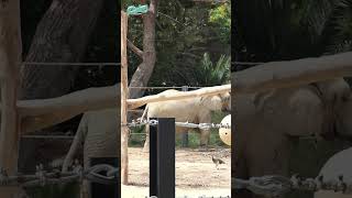 elefante africano zoo zoo baercelona [upl. by Aihsela]