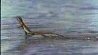 Basilisk Lizard Running On Water [upl. by Ahtaga]