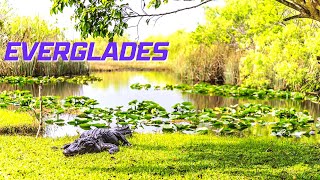 Everglades National Park  Florida TRAVEL GUIDE [upl. by Eelesor]