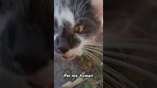 Splotches said quotPet me humanquot shorts cat kitten cute [upl. by Coke365]