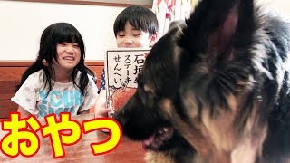 駄目！遊びが先・お菓子を紹介したいけど、孫達とシェーパード犬マック Grandson and dog eating snack [upl. by Anastasie]