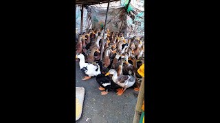 Duck Quacking The Music of Nature youtubeshort duck [upl. by Bashuk]