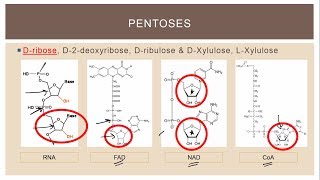 11 Biologically important trioses tetroses and pentoses SOME [upl. by Stockwell]