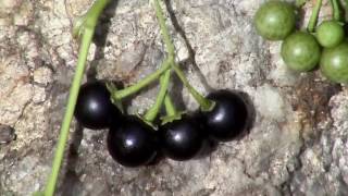 Edible Plants Black nightshade [upl. by Davison]