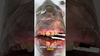 Sheepshead Fish Odd Teeth Great Taste [upl. by Dolly]