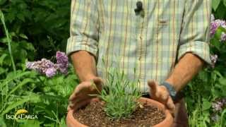 Lavanda officinalis coltivazione in vaso [upl. by Baryram]