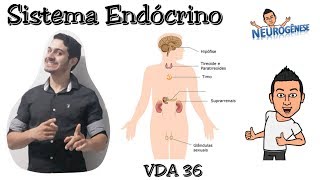 Sistema Endócrino  Vídeo Aula 36 [upl. by Nahtan262]