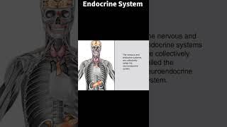 Endocrine System nursing medicine nursingexam [upl. by Sadirah]