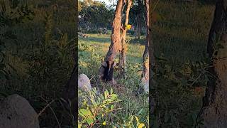 Lesser Anteater looking for his termites wildlife animals anteaters [upl. by Ahsata919]