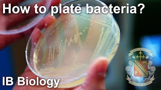 Bacterial Isolation on Petri Dish  Biology Lab Techniques [upl. by Saimon]