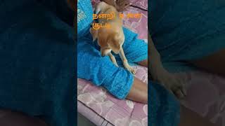 Subscripe please tamil funny dogcomedy dogentertainment dog [upl. by Dnaltruoc]